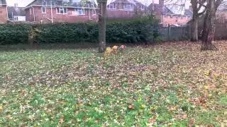 Slow Mo dogs in jumpers