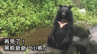 再見了，黑熊爺爺「小熊」！