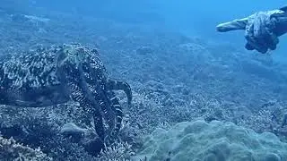 How Close Can You Get to a Tame Giant Cuttlefish?#giantcuttlefish  #anilaodivingandresorts