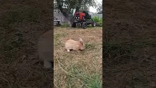 Огородный рыжий зверь )