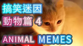 Fun Cat Fun Dog Animal Memes #1004