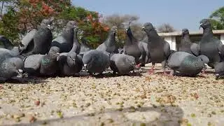 Aazad Parindey | Life of Freedom