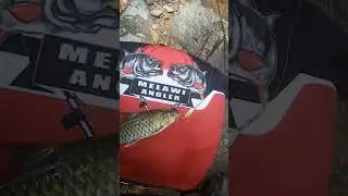 Ikan mahser golden size lumayan besar. 