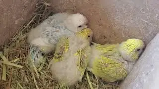 Eepy babies!