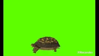 copyright free Cartoon Green Screen Animation Turtles Walking  Running Green Video 
