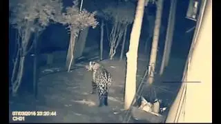 jaguars love dogmeat