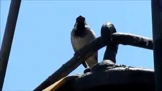 House Sparrow 