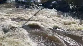 rapids April 15