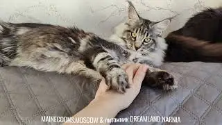 Питомник Мейн-кунов 💝«Dreamland Narnia»💝 - 3 сестрёнки девочки красотки 7,5 мес. СВОБОДНЫ.