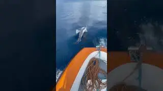 Playful Dolphins - contact me if uou want to visit our white sand beach