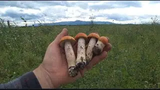 Alaska. Mushroom season. Aspen mushroom (redhead).