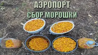 Медведь в 300 метрах от избы/Сбор морошки/Покраска потолка. Изба Аэропорт. 20.7.21-22.7.21 