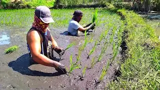 DEEPEST RICE PADDY | Dangerous Rice field | Quick Sand | Muddy Rice field | wethink planting