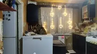 МЕЙН-КУН ПОДРУЖИЛСЯ С ТУМАНОМ