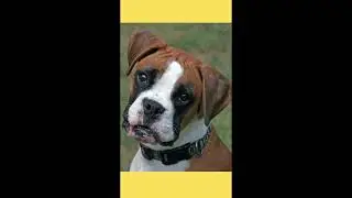 Boxer conheça o perfil da raça #shorts