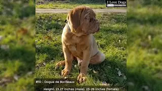 The 10 Largest Dog Breeds 💖💘🐶