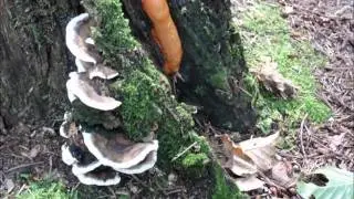 joop's natuur 06