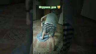 Вместо игрушки для кошек, играет Кирилл #нижний_новгород #китаева_рекомендует