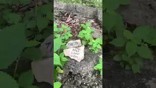 Rock graffiti at Clifty Falls State Park #graffiti #stateparks