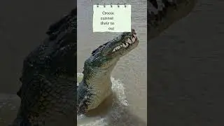 fun facts #trending #viral #youtubeshorts
