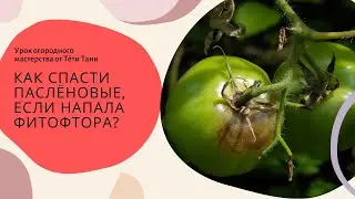 915. ФИТОФТОРА. Профилактика и лечение.