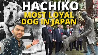 Most Heartwarming Story of A Dog in Tokyo Japan | Hachiko