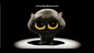 поющий кот