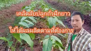 เคล็ดลับปลูกถั่วฝักยาวให้ได้ผลผลิตมากที่สุด