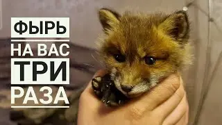 Лисёнок Сушенька передаёт привет из нового вольера