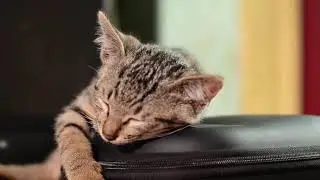 فيديو رائع شاهد الحيوانات وهي نائمة مع موسيقى هادئة ستأخدك لسبات عميق ♡ ♡ Animals Sleeping