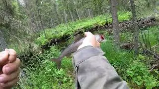 Grayling fishing along an old river. Day two. Fishing in one place, the fish were biting like in ...