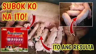 BENEPISYO NG KINGS VITAPLUS SA MGA ALAGANG HAYOP , SUBOK KO NA ITO|@mangungumatv8418