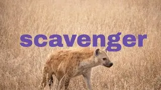IELTS Vocab 2: Scavenger