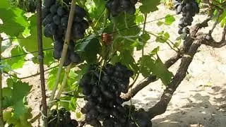 сеянец фурора