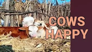 Amazing Cows Are Friends | Best Of Animals | Comp - 1