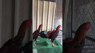 សែនរ័ក