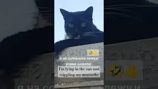 cute funny black 🐈‍⬛ cat pet animal
