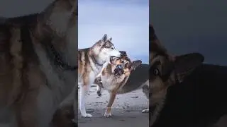 German Shepherd vs Husky🤣 Funniest Dogs Videos #husky #doglovers #huskydog #shorts #dog