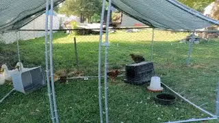 Taking care of the Ducks (morning routine)