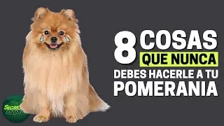 8 Things You Should Never Do To Your Pomeranian