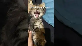 Kucingku Ganteng nih woyy 😻#animals #catlover #kucinglucu #kucing #cute #cat #funny #youtubeshorts