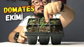 Grow Tomatoes from Seed on Your Balcony