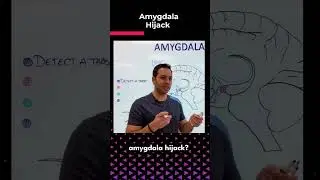 Amygdala Hijack