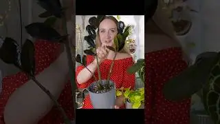 Ароидные: рассказываю, показываю, рисую I ЧАСТЬ 9 🌱 