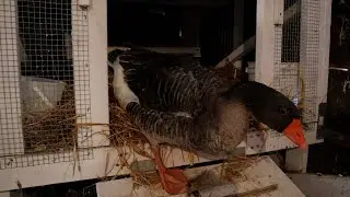 Toulouse Goose Gone