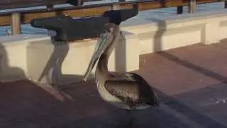 St. Pete's Pelican up close.