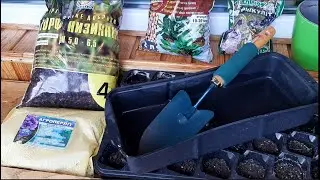 Сажаю огурцы, помидоры, мяту и петунью на балконе