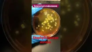 Золотистый стафилококк - Staphylococcus aureus. Рост в чашке Петри на питательной среде