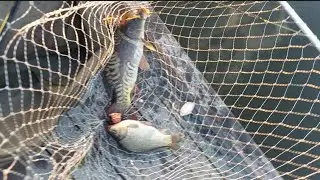 Вечірня риболовля, палки клювали дуплетом, короп, карась в одну підсаку! 😃