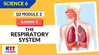 Science 6 Quarter 2 Module 2 Lesson 1 - The Respiratory System